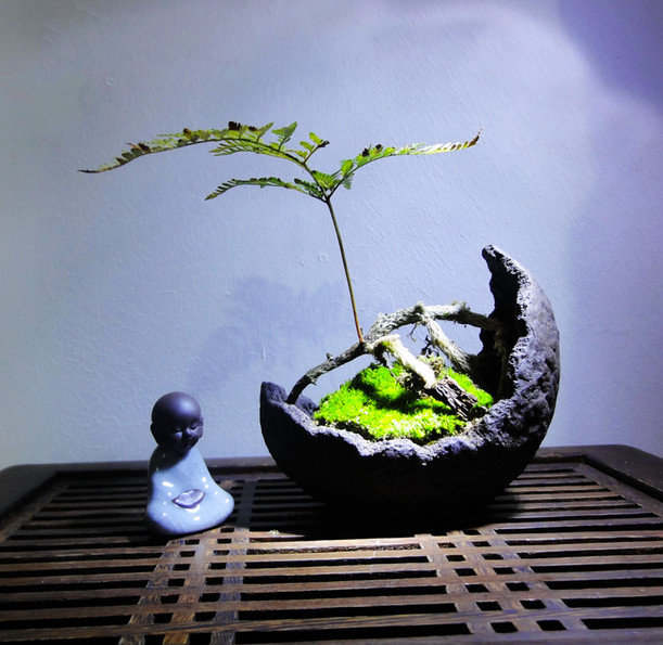 禅意·创意紫砂盆苔藓盆栽