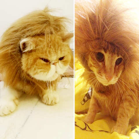 猫咪发狮威·宠物衣服